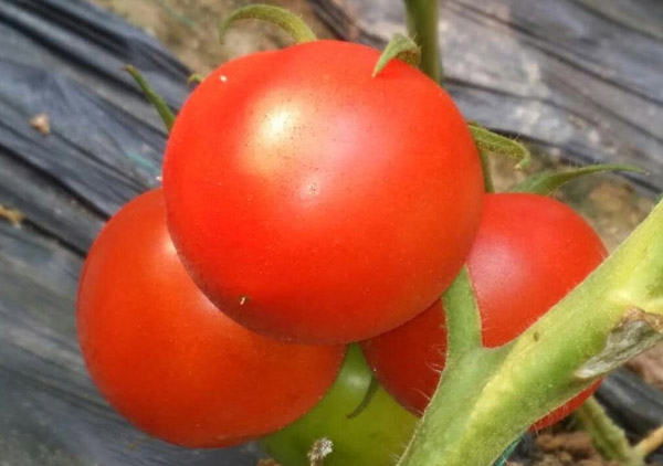 西红柿水溶肥多久用一次怎么用